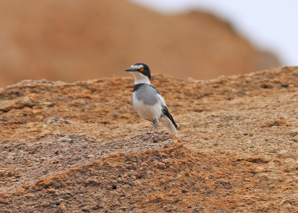 White-tailed Shrike