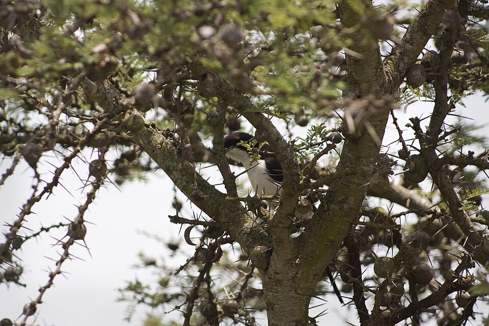 Long-tailed Fiscal