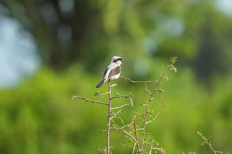 Grey-backed Fiscal