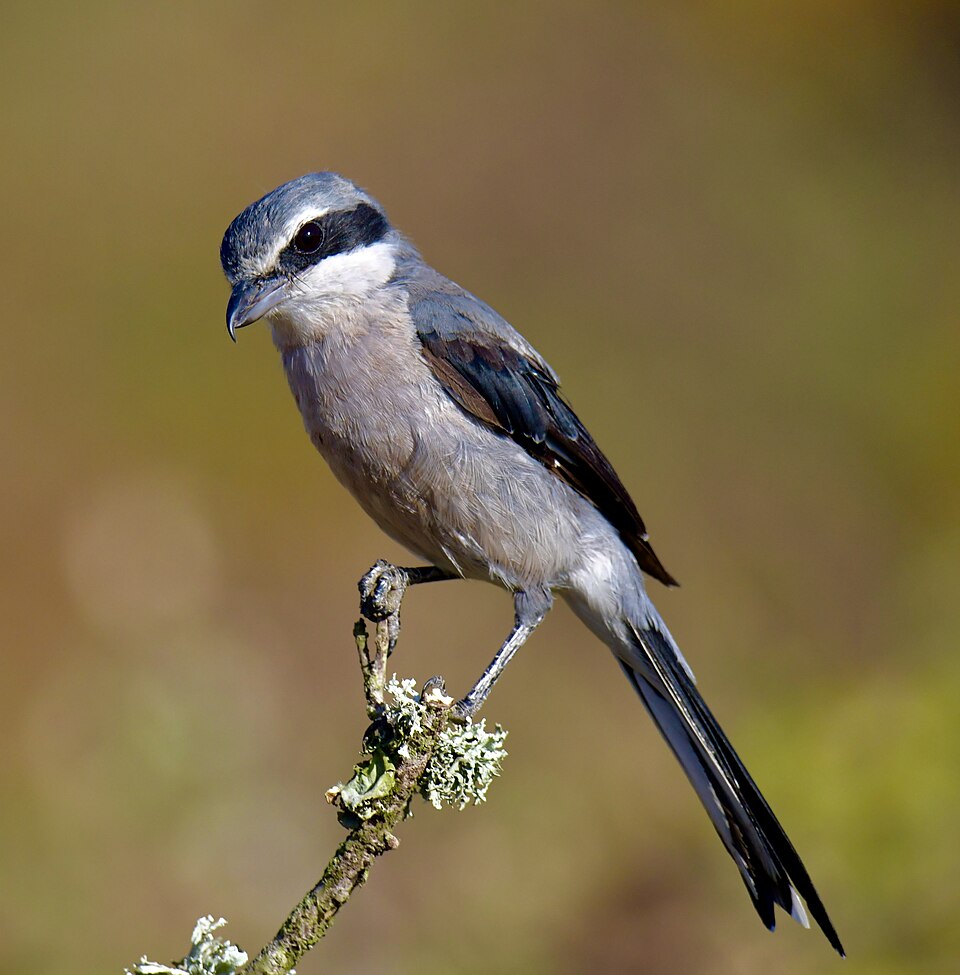 Iberian Grey Shrike