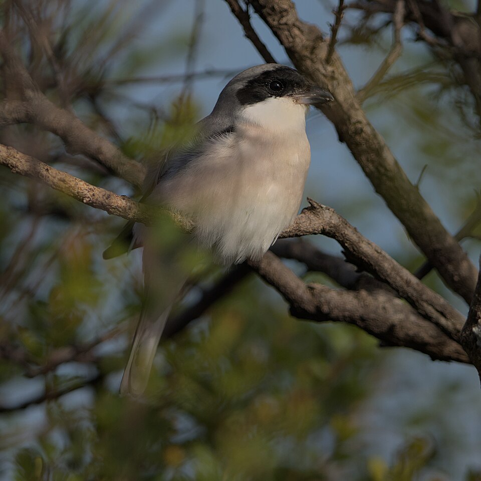 Lesser Grey Shrike