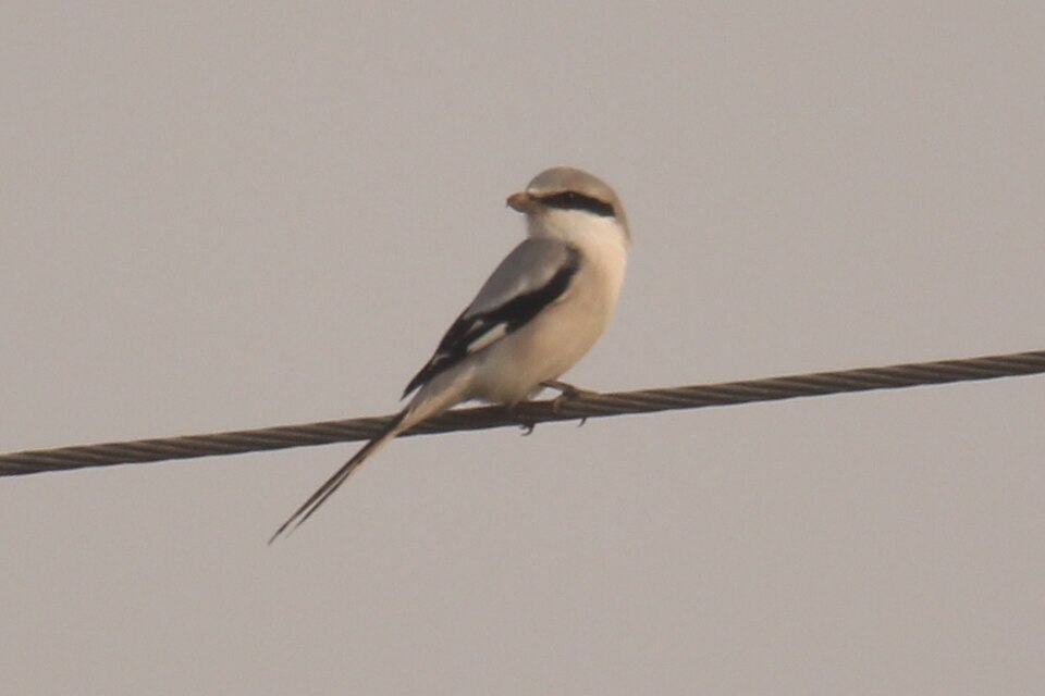 Chinese Grey Shrike