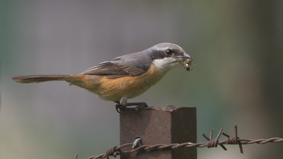 Grey-backed Shrike