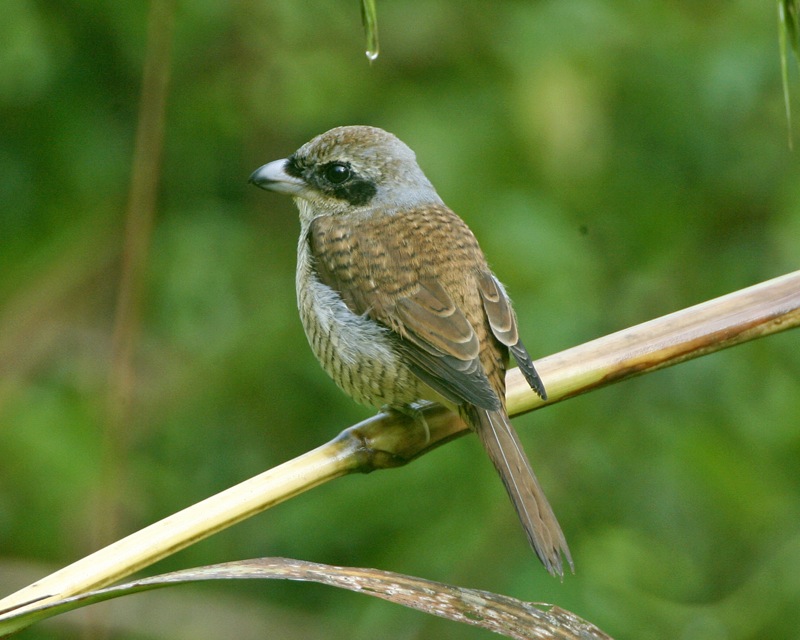 Tiger Shrike