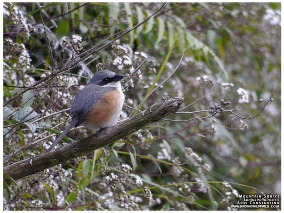Mountain Shrike