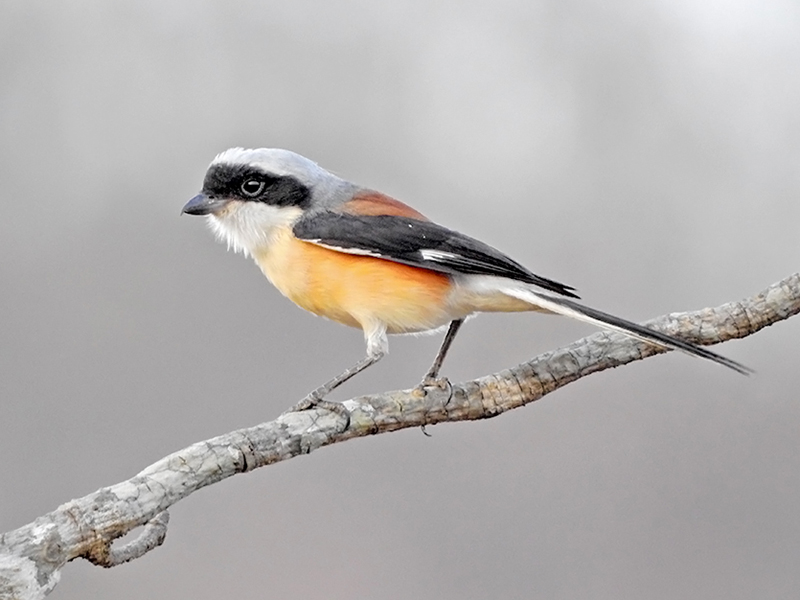 Bay-backed Shrike