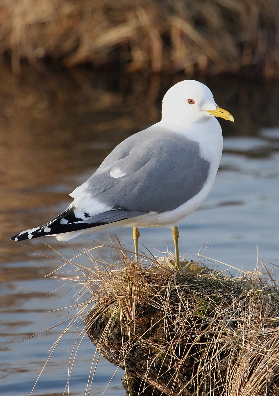 Short-billed Gull