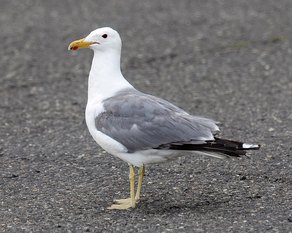 California Gull