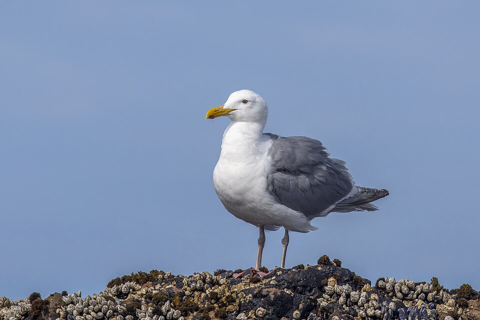 Glaucous-winged Gull