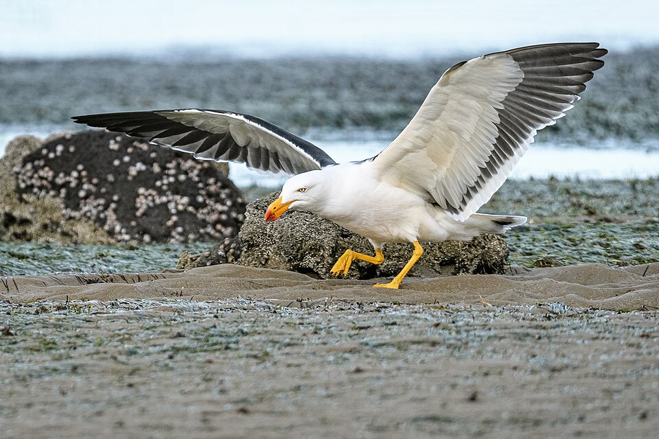 Pacific Gull