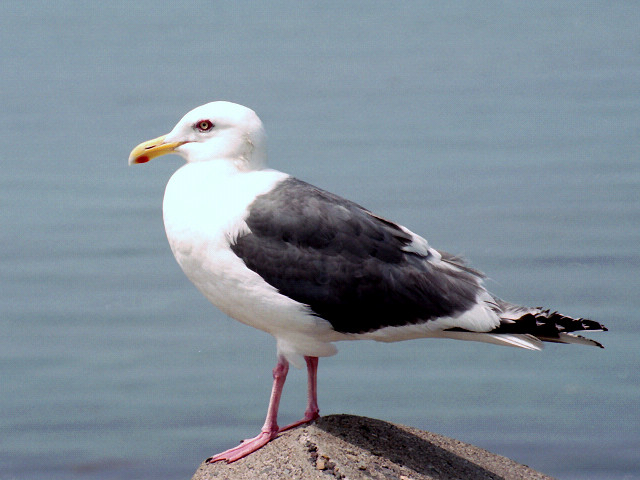 Slaty-backed Gull