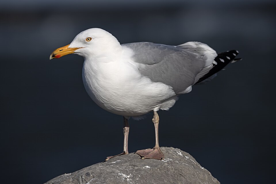 American Herring Gull