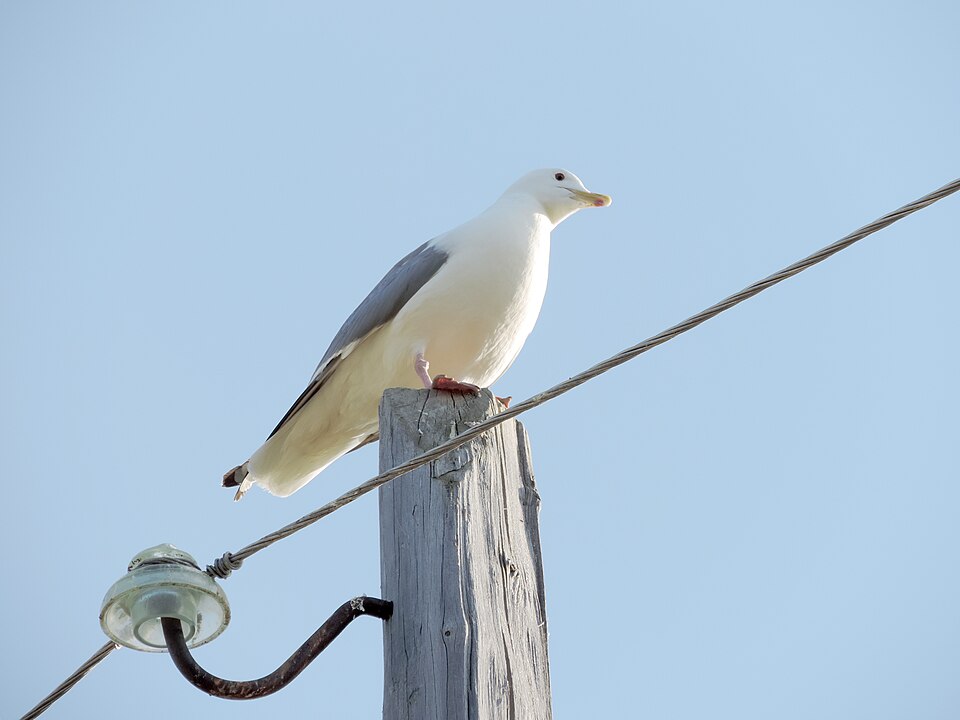 Vega Gull