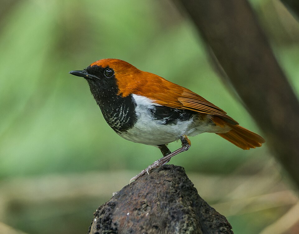 Ryukyu Robin
