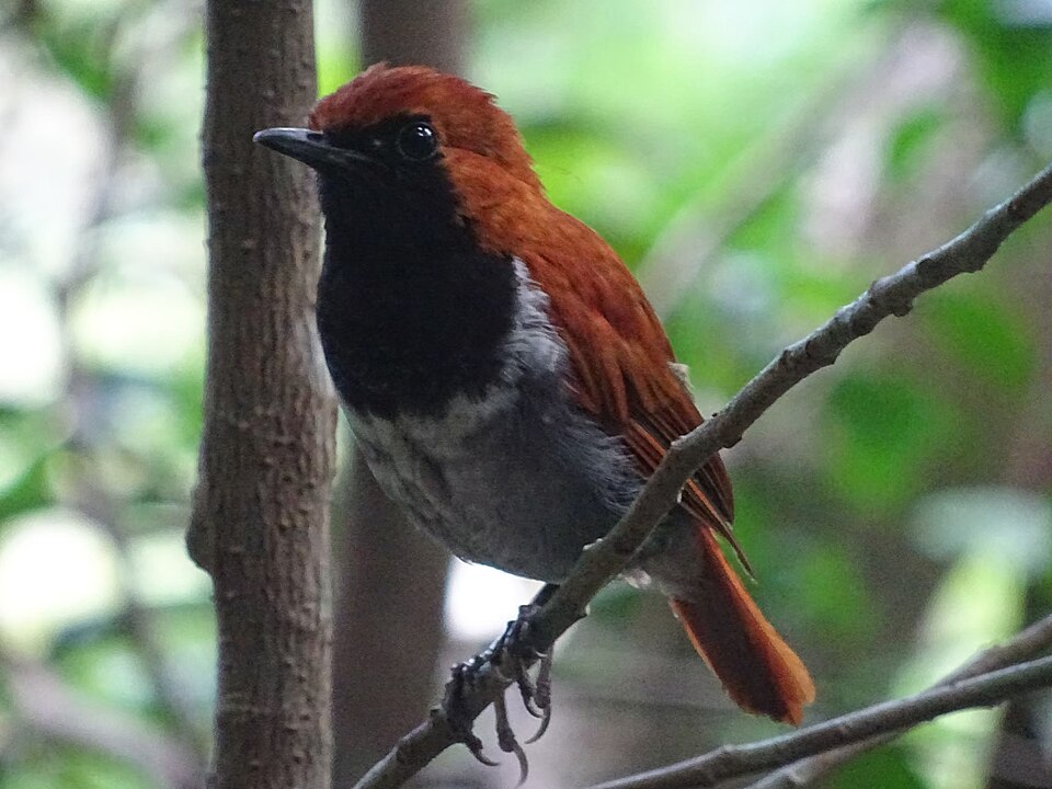 Okinawa Robin
