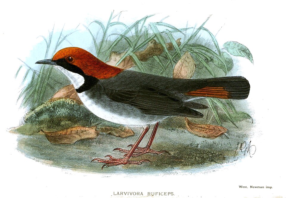Rufous-headed Robin