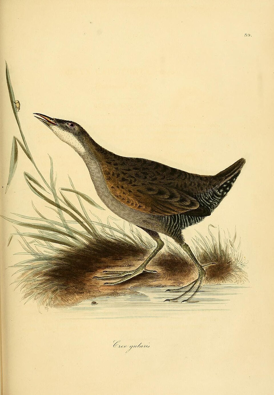 White-throated Crake