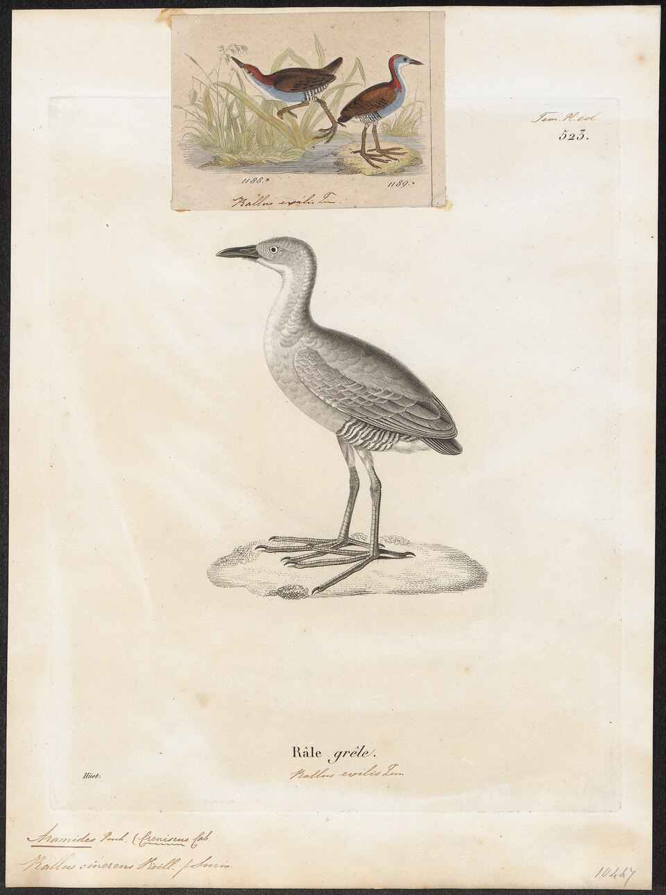 Grey-breasted Crake
