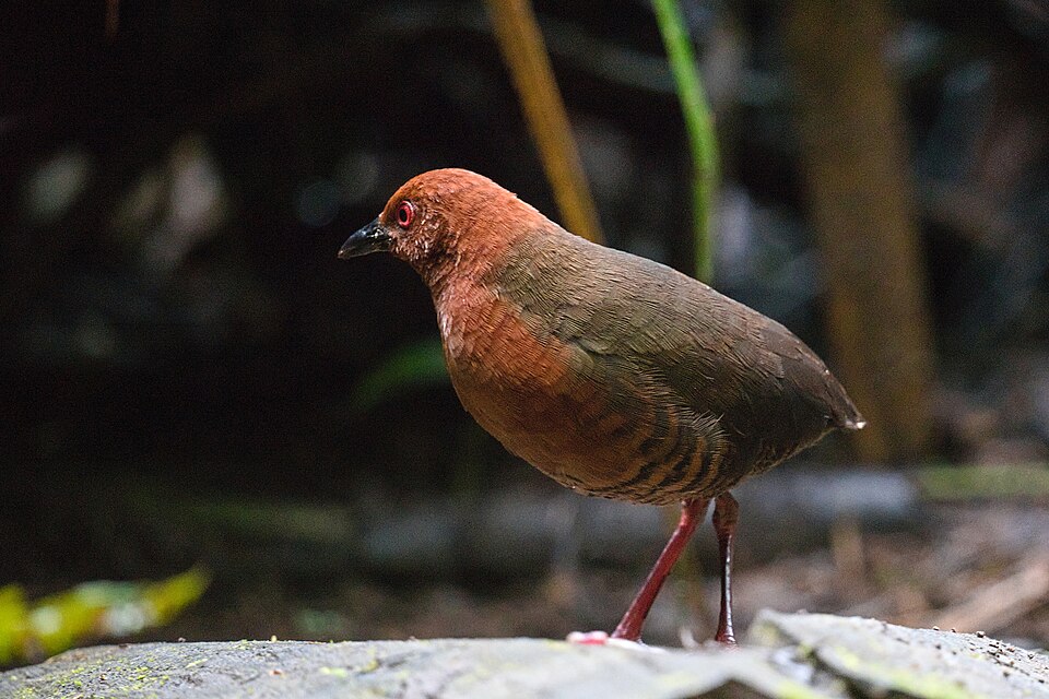 Black-banded Crake