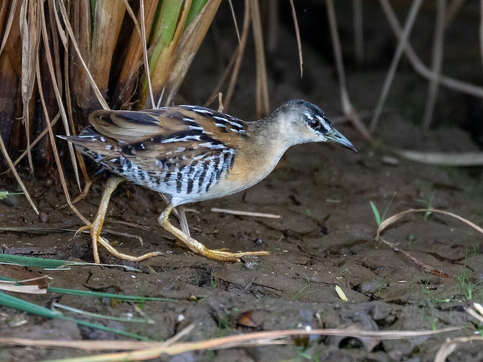 Yellow-breasted Crake