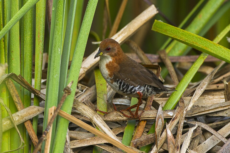 Red-and-white Crake