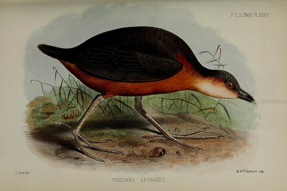 Rusty-flanked Crake