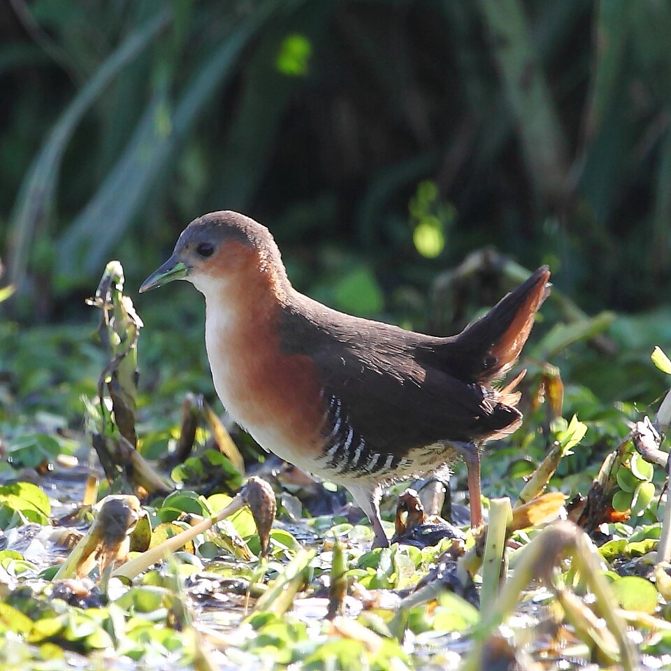 Rufous-sided Crake