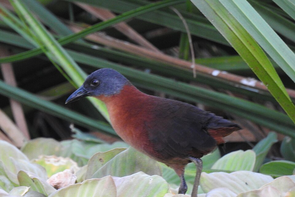 Ruddy Crake