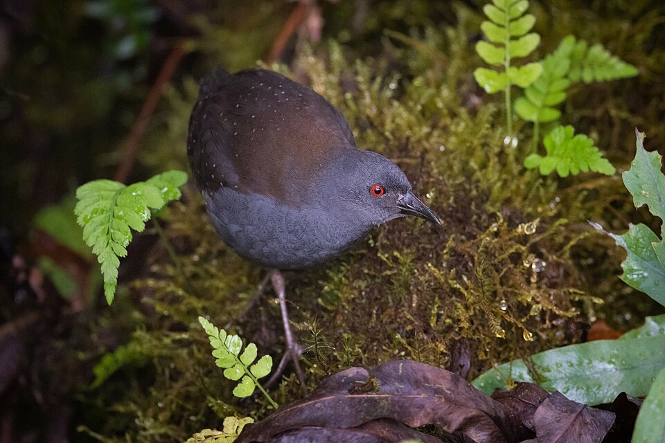 Galapagos Crake