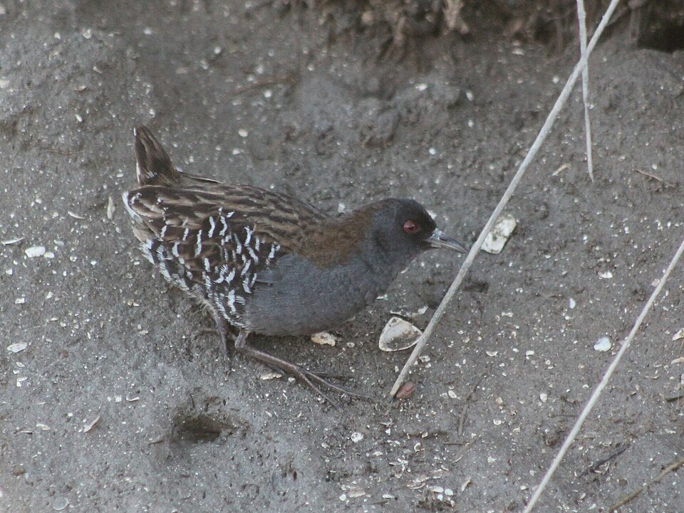 Dot-winged Crake