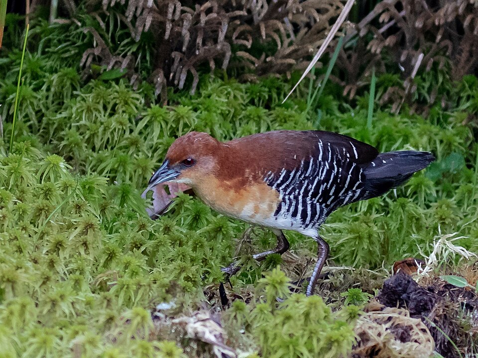 Rufous-faced Crake