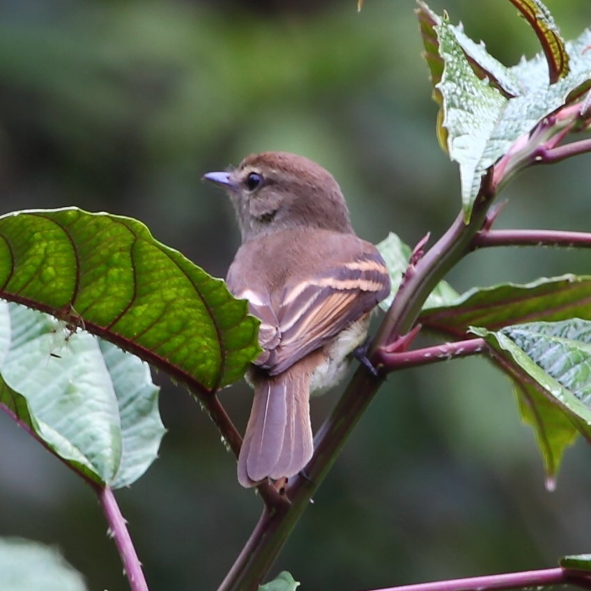 Euler's Flycatcher
