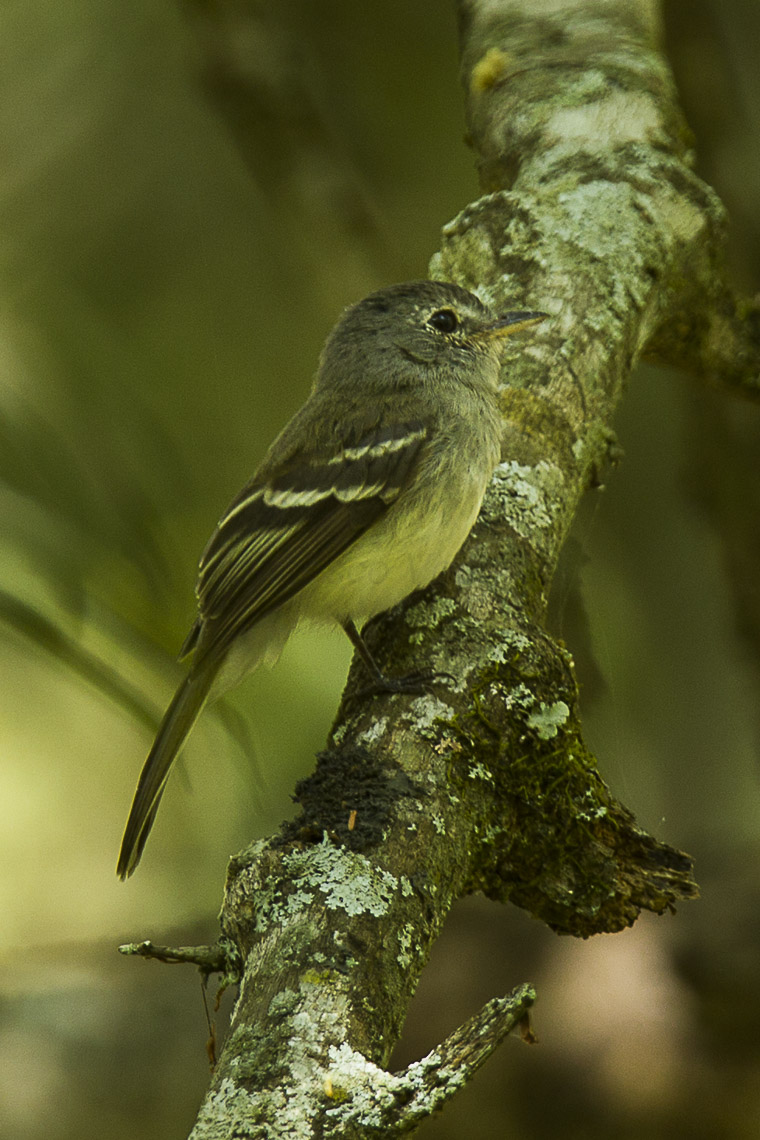 Grey-breasted Flycatcher