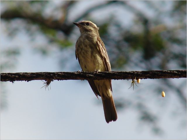 Piratic Flycatcher