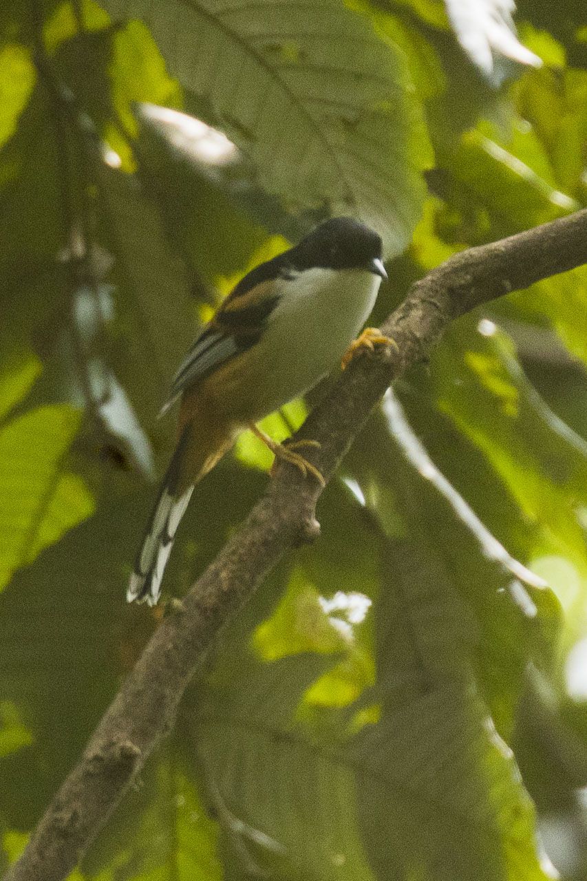 Rufous-backed Sibia