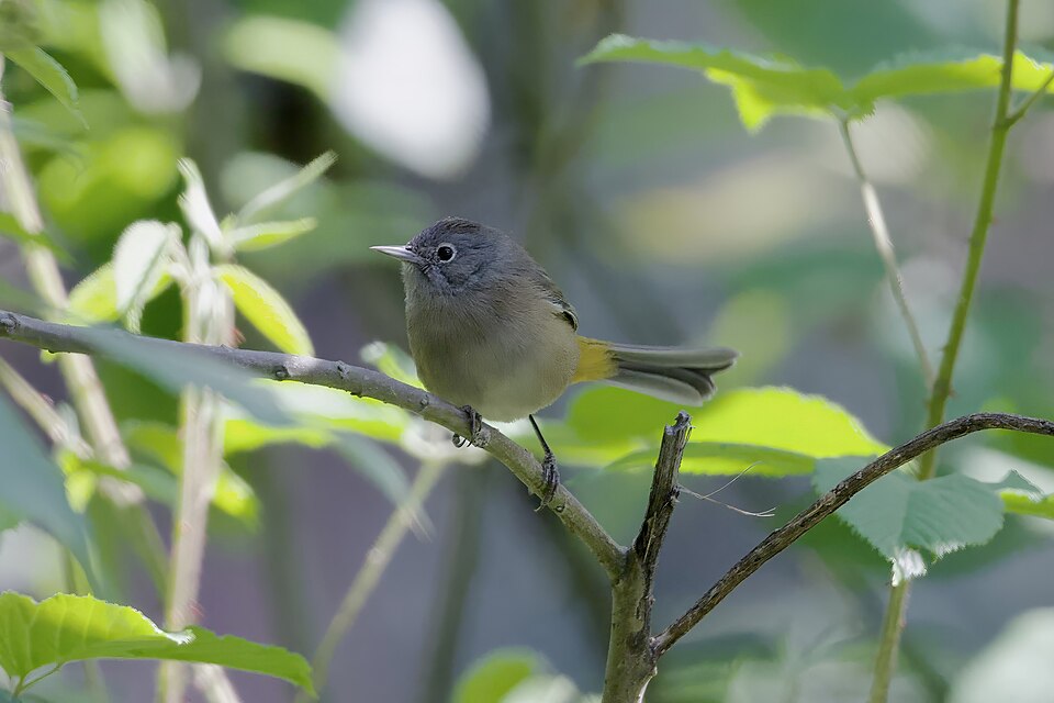 Colima Warbler