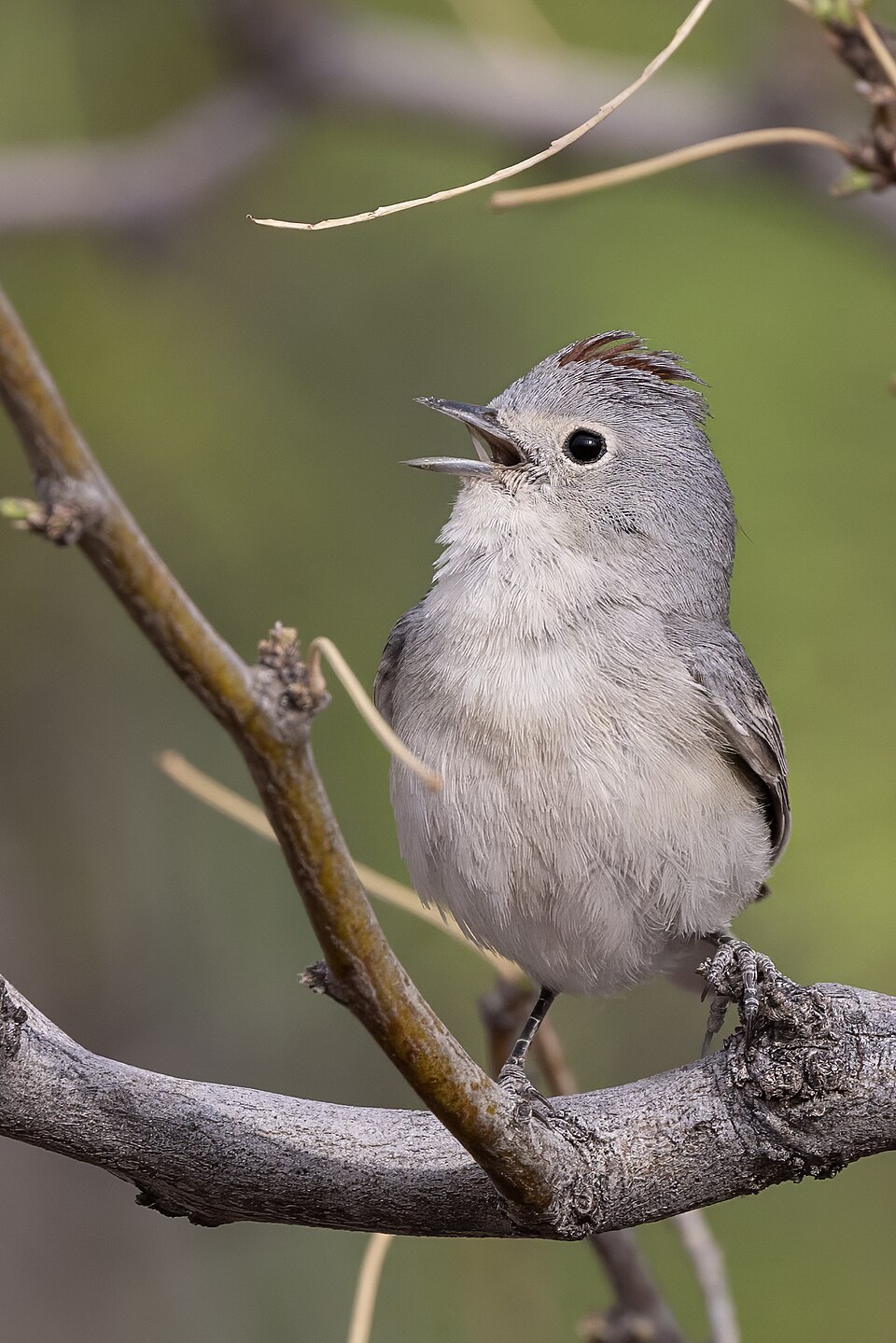 Lucy's Warbler
