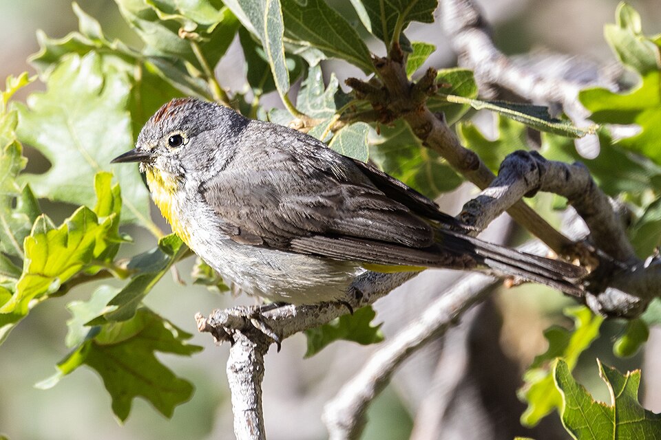 Virginia's Warbler