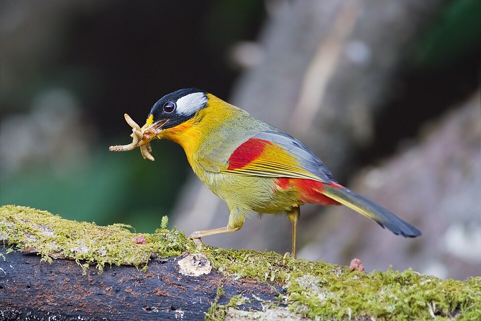 Silver-eared Mesia