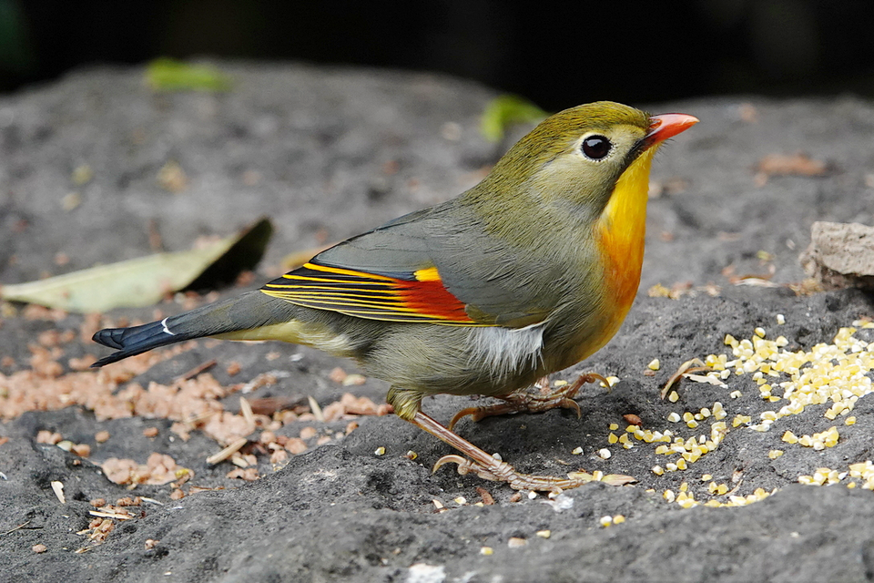 Red-billed Leiothrix