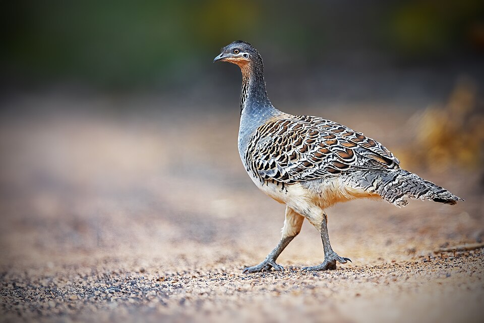 Malleefowl