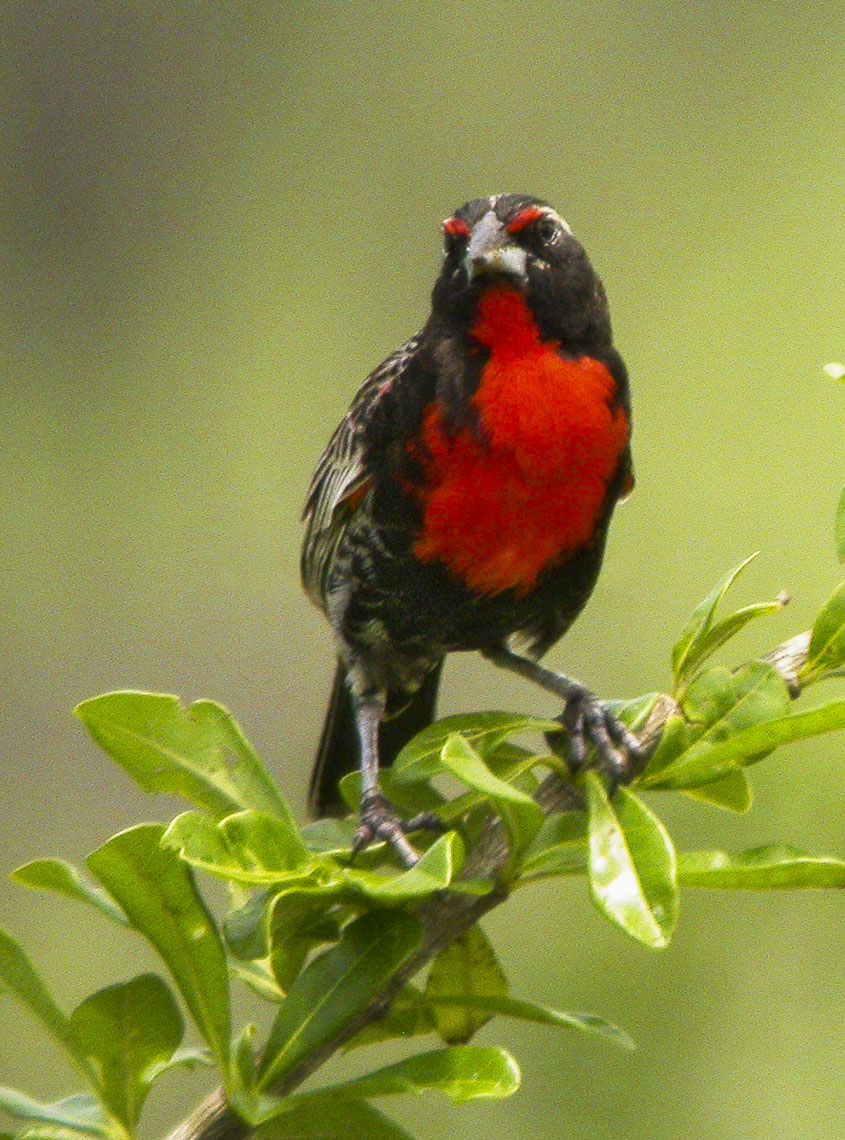 Peruvian Meadowlark