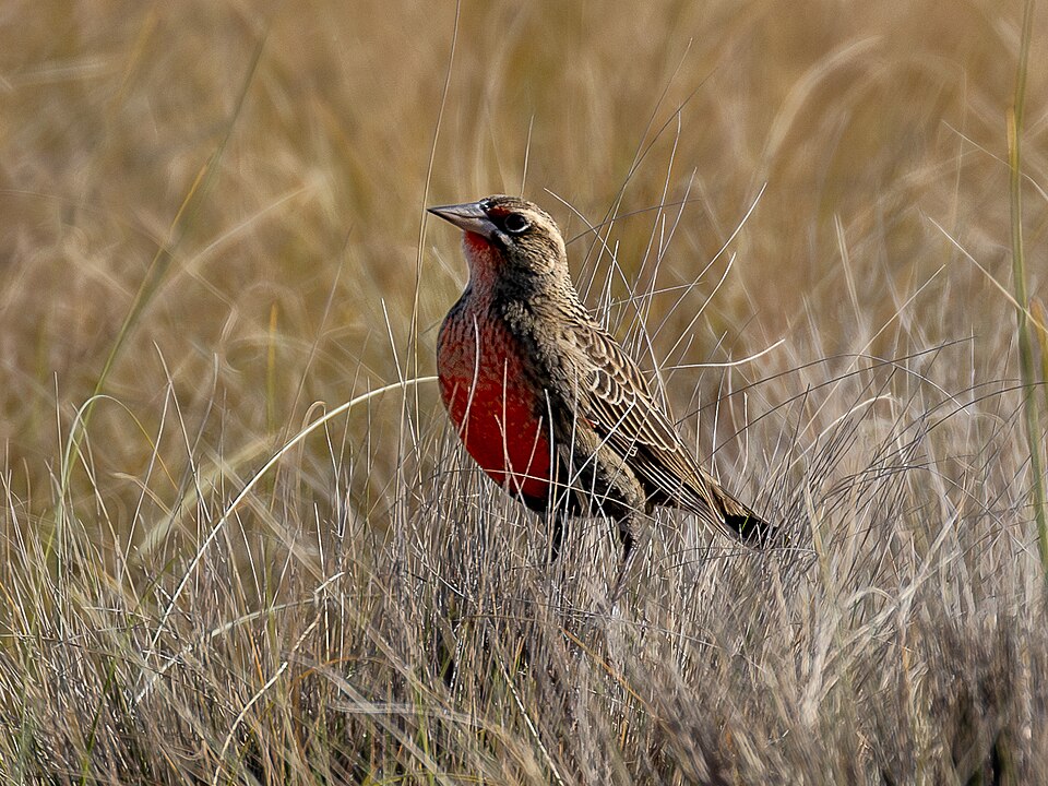 Pampas Meadowlark
