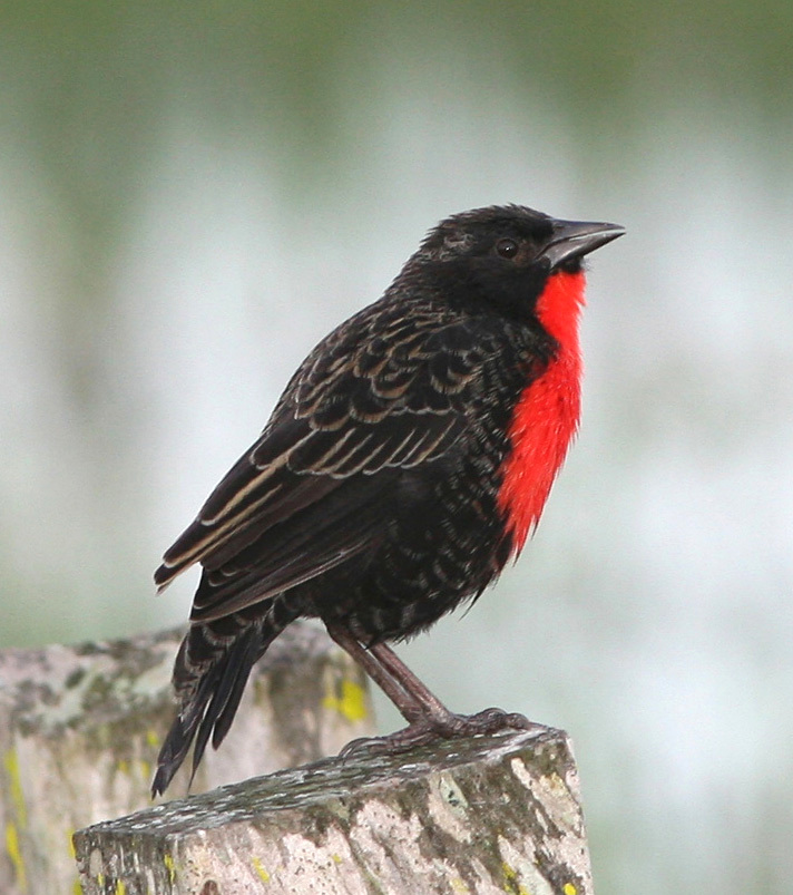 Red-breasted Blackbird
