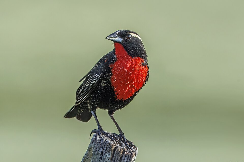 White-browed Blackbird