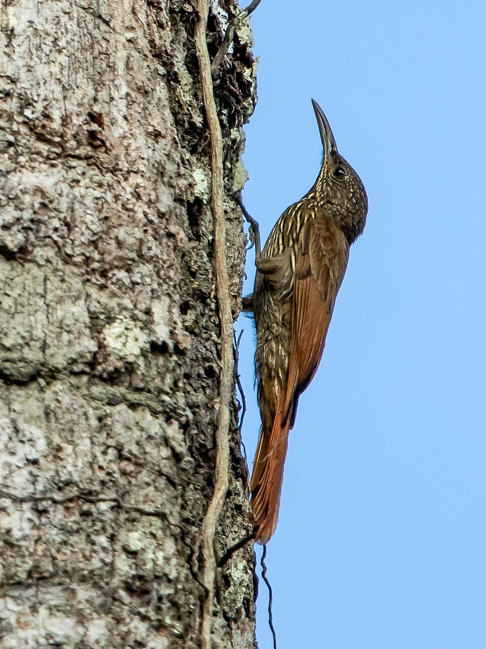 Guianan Woodcreeper