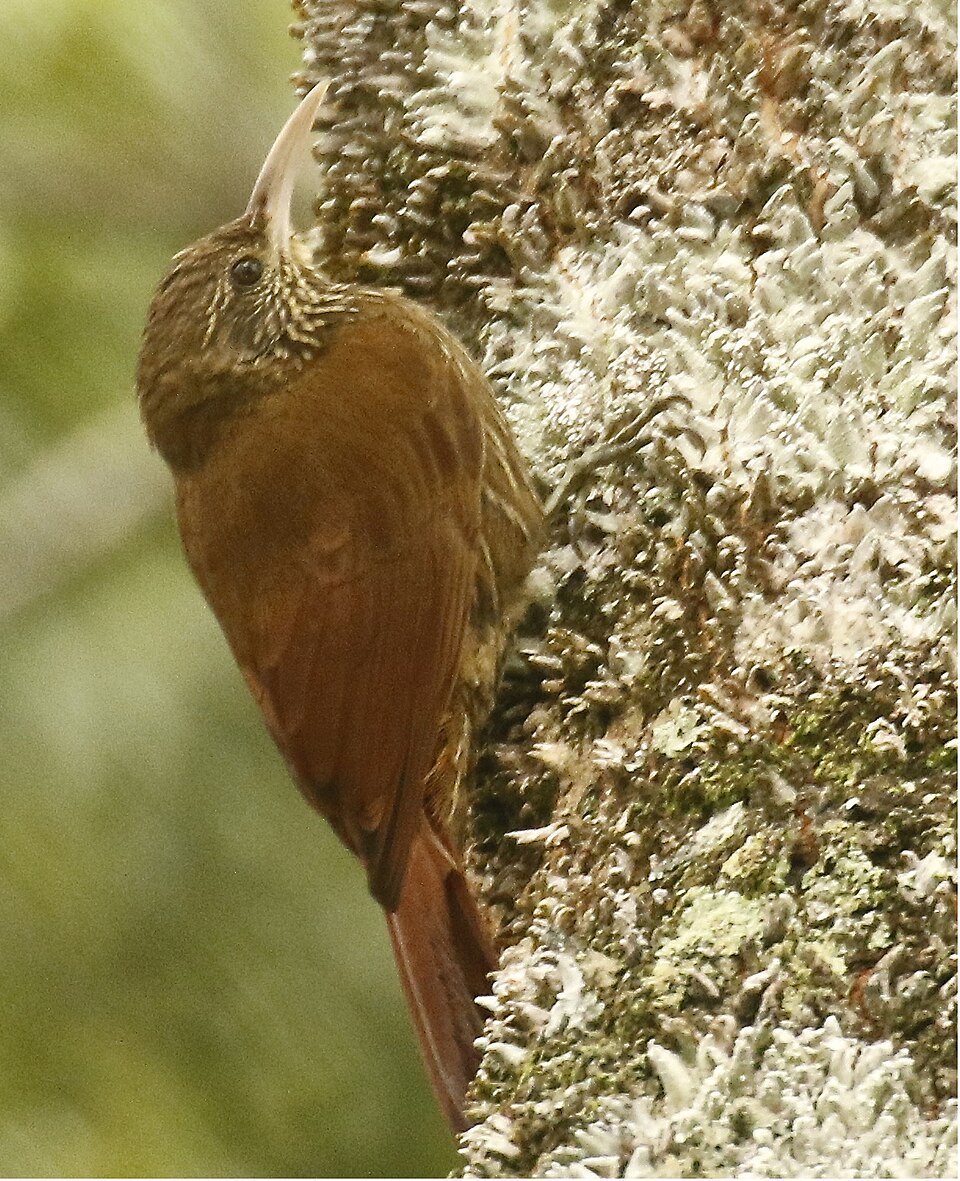 Duida Woodcreeper