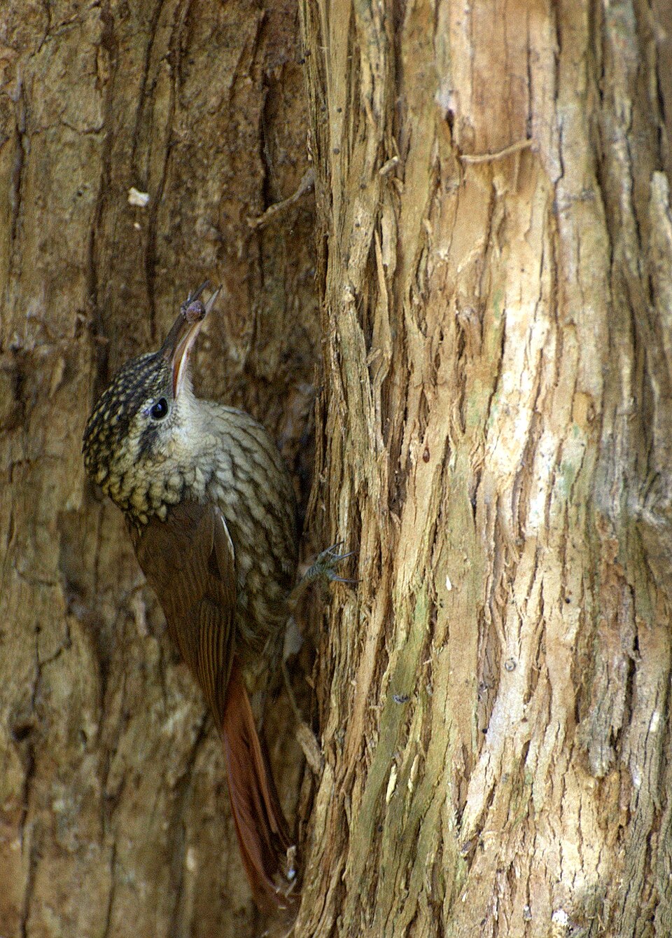 Scalloped Woodcreeper