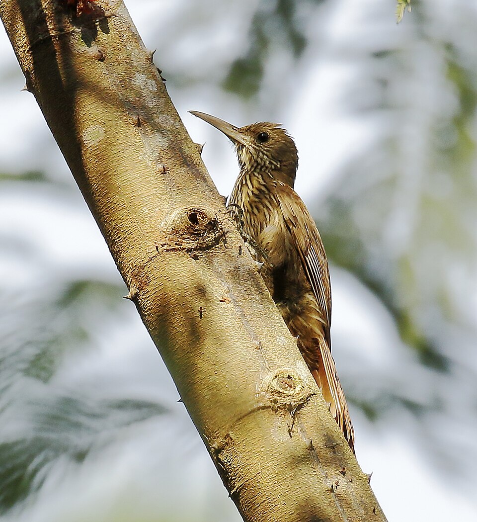 Inambari Woodcreeper