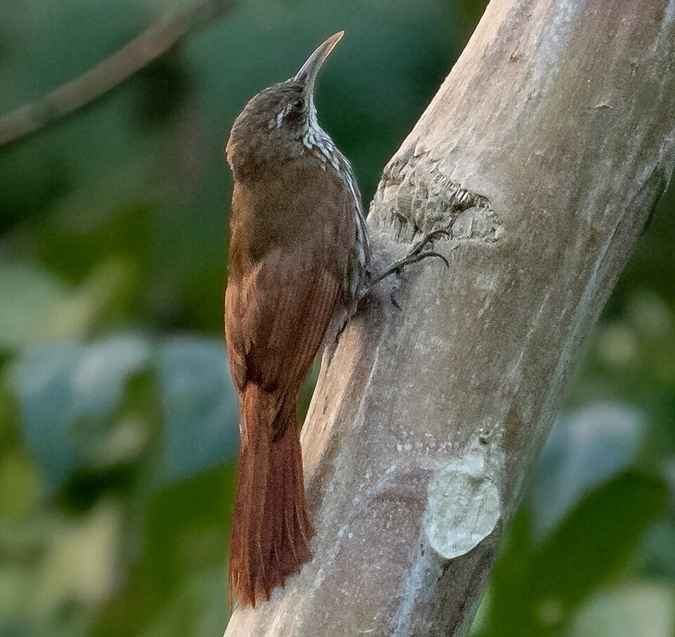 Dusky-capped Woodcreeper